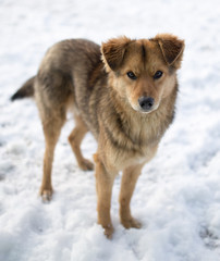 dog portrait outdoors in winter