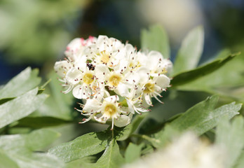 beautiful flowers on the bush outdoors