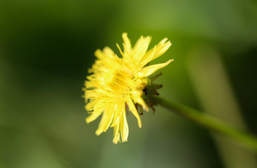 yellow dandelion on nature
