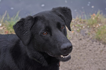 Schwarzer Labrador mit Wassertropfen im Fell