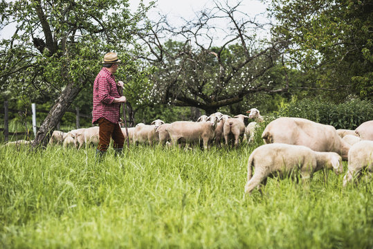 Shepherd with flock of sheep on pasture