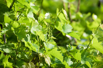 Fototapeta na wymiar Young grape leaves in nature