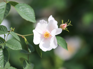 beautiful white flower in nature