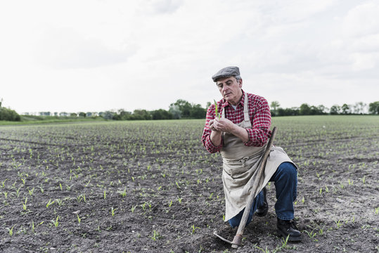 Farmer at a field examining crop