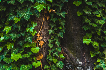Ivy leaves on a textured tree trunk