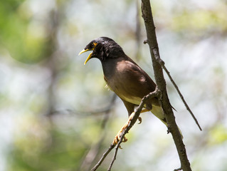 Indian starling on tree in nature