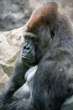 Portrait of an adult male of a gorilla in a native habitat.