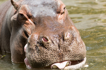 Fototapeta na wymiar Portrait of a hippopotamus in the zoo