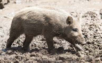 wild boar in a park on the nature
