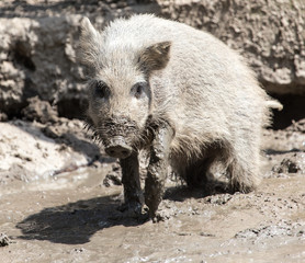 wild boar in a park on the nature