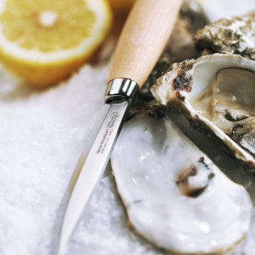 Oyster shell and oyster knife, close-up