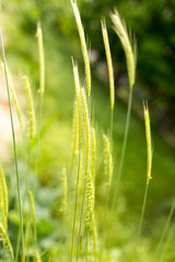 green ears of wheat on nature