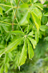 green leaves on the tree in nature
