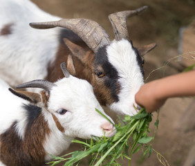 goat eating grass with his hands