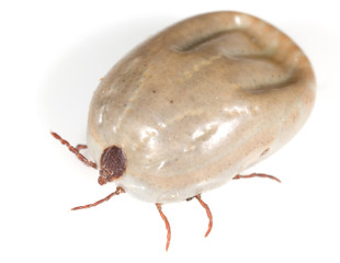 beetle mite on a white background