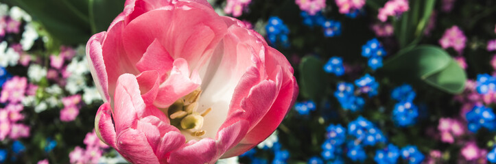 Bud a Tulip on background of blooming forget-me-nots