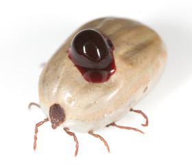 mites in blood on a white background. macro