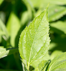 green leaves on the Jerusalem artichoke in nature