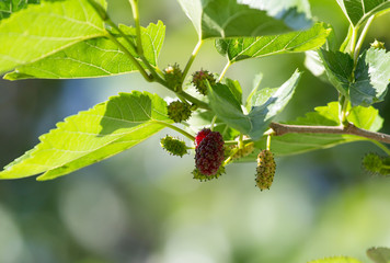 mulberry berries on the tree