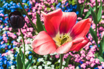 Bud pink Tulip on background of blooming forget-me-nots