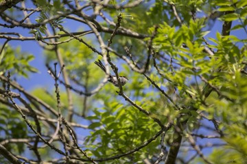 Fototapeta premium Long Tailed Tit (Aegithalos caudatus)
