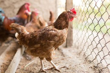 chicken near the fence on the farm
