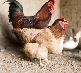 colored chicken on chicken farm