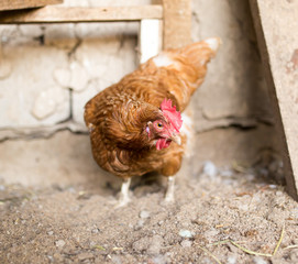 colored chicken on chicken farm