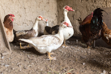 Portrait of a duck on a farm