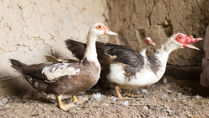 Portrait of a duck on a farm