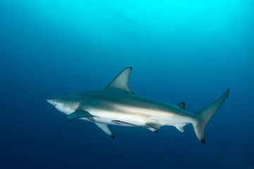 Giant Blacktip swimming in deep blue water