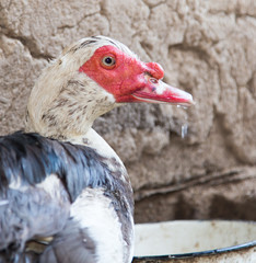 Portrait of a duck on a farm