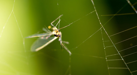 a fly in the web in nature. macro