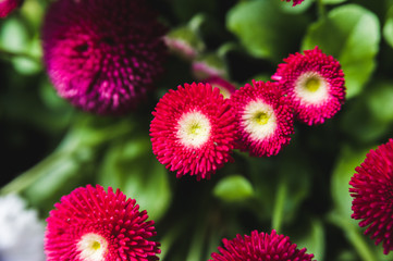Red flowers on a background of lush green