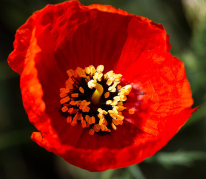 beautiful red poppy in nature