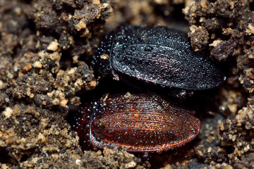 Black snail beetle (Silpha atrata) colour forms. Insects in the family Silphidae, showing black and brown varieties covered with dew