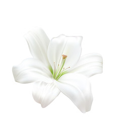 Photo-realistic Beautiful White Lily Isolated On White Background