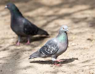 pigeon in the park on the nature