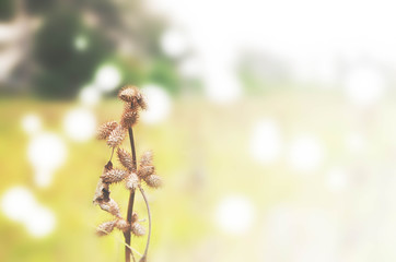 Close up for weed with nature background