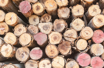 Cross section Eucalyptus wood