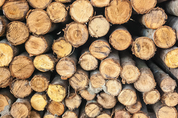 cross section eucalyptus wood