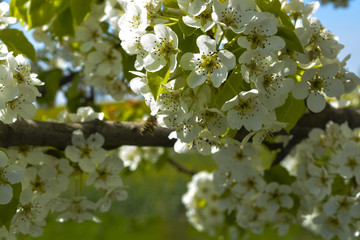 цветущее дерево груша