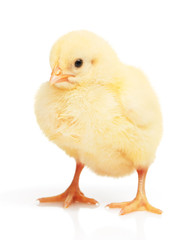 Small yellow chicken isolated on white