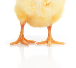 Small yellow chickenâ€™s legs isolated on white background