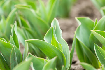 green leaves of a tulip in nature