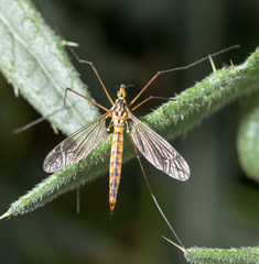 large mosquito on a green plant. macro