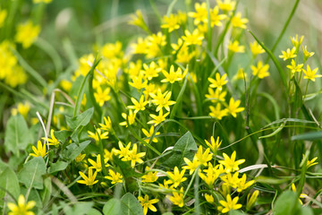 Obraz premium small yellow flower in nature