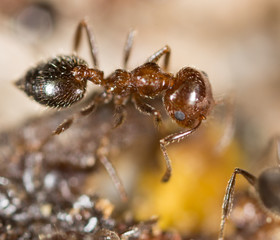 little ant in nature. macro