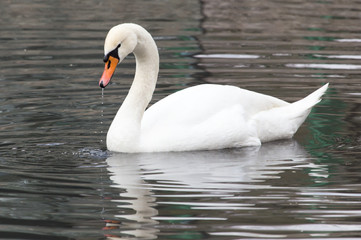 White swan floating on the lake
