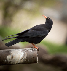 Spotless Starling bird in nature